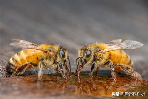 蜜蜂象徵意義|蜜蜂象徵什麼寓意，蜜蜂的象徵意義是什麼 5